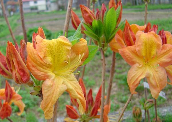 種 エクスバリーアザレア アーネソンジム 74 その他 売買されたオークション情報 Yahooの商品情報をアーカイブ公開 オークファン Aucfan Com