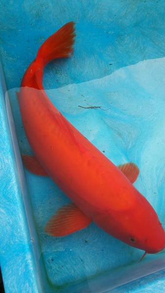 特選錦鯉☆ドイツ緋鯉♀1尾☆三歳☆約50cm(錦鯉)|売買された 特選錦鯉☆ドイツ緋鯉♀1尾☆三歳☆約50cm(錦鯉)|売買された