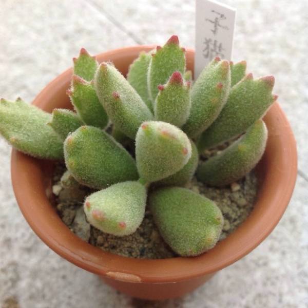 配送員設置送料無料 多肉植物 ねこはち様専用 セール30 Off Traverserdl Com