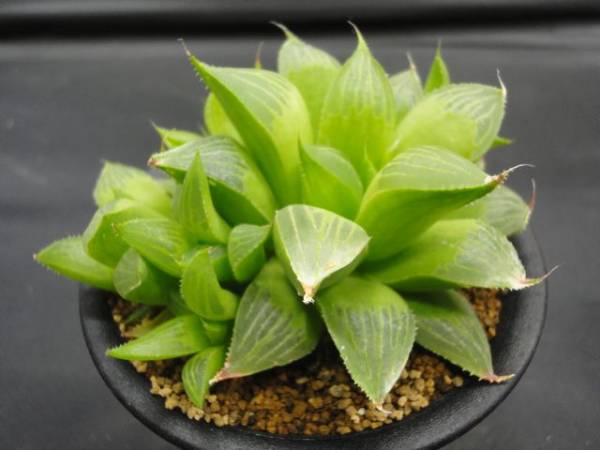 F ハオルチア レツーサ グリーン寿 Haortia サボテン 売買されたオークション情報 Yahooの商品情報をアーカイブ公開 オークファン Aucfan Com