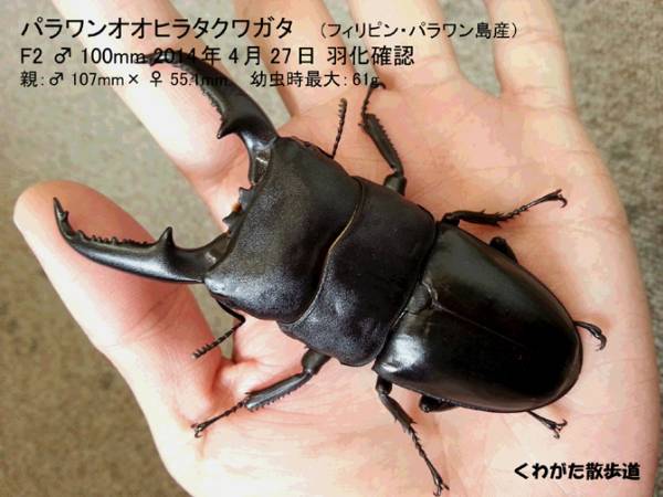 ☆大型ライン！パラワンオオヒラタ ♂100mm 新成虫単品☆(外国産 