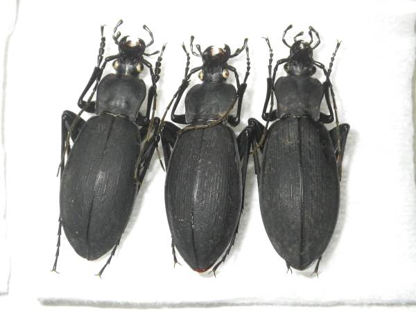 クロナガオサムシ Www Saketgroup Com