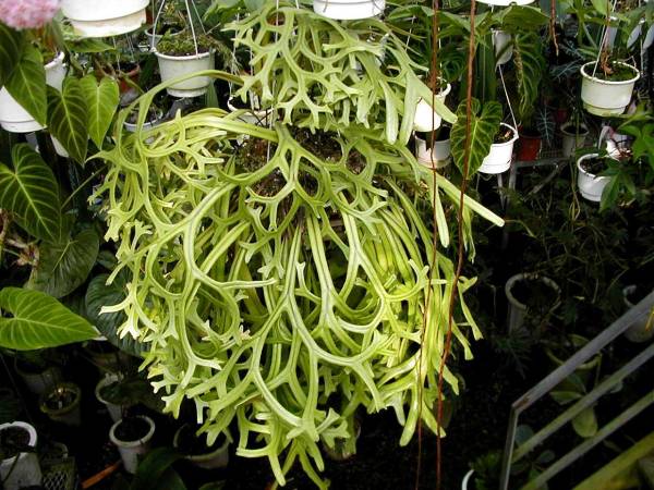 KN ピロシア ロンギフォリア 'クリスタータ'(観葉植物)｜売買された