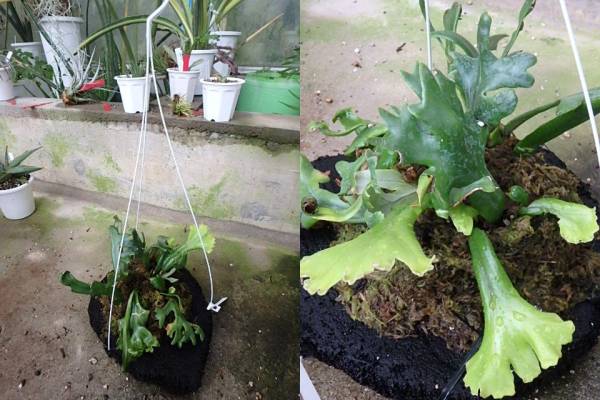 KN ピロシア ロンギフォリア 'クリスタータ'(観葉植物)｜売買された