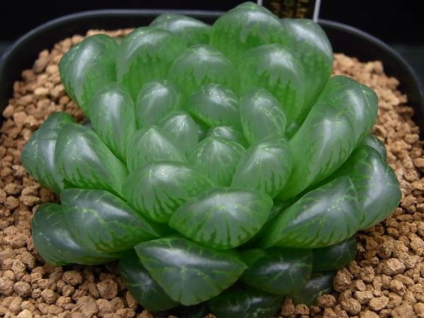 V 0 V ハオルチア トランシエンス ドドソン紫オブ No 1 サボテン 売買されたオークション情報 Yahooの商品情報をアーカイブ公開 オークファン Aucfan Com