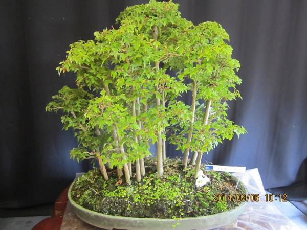 盆栽広場 極上品 カエデ 寄せ植え N10 盆栽 売買されたオークション情報 Yahooの商品情報をアーカイブ公開 オークファン Aucfan Com