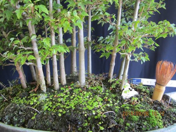 盆栽広場 極上品☆カエデ（寄せ植え）☆N10(盆栽)｜売買された