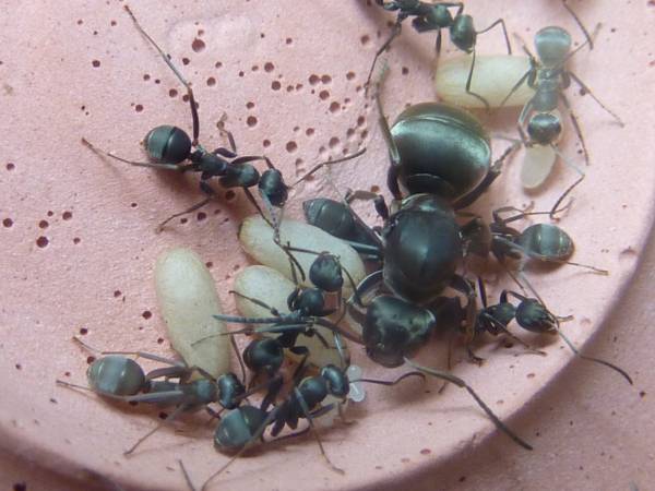 クロヤマアリ 女王アリ 初期コロニー 飼育ケース入り 虫類 売買されたオークション情報 Yahooの商品情報をアーカイブ公開 オークファン Aucfan Com