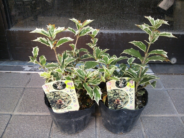 ひなた 匂いひいらぎ ヒイラギ 柊 斑入 その他 売買されたオークション情報 Yahooの商品情報をアーカイブ公開 オークファン Aucfan Com