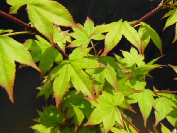 0426○ 1円開始♪もみじ・モミジ・紅葉◇五月紅・サツキベニ◇(苗