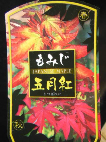 0426○ 1円開始♪もみじ・モミジ・紅葉◇五月紅・サツキベニ◇(苗