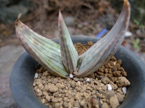 多肉植物''アロエ カラスベルゲンシス''(サボテン)｜売買された