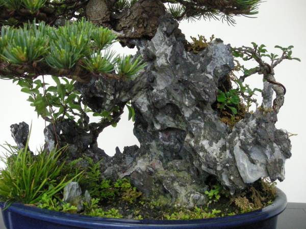 五葉松石付き盆栽＜樹高約36cm＞(松)｜売買されたオークション情報