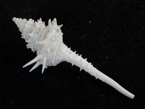 貝殻標本　トゲトゲイトグルマガイ（蓋つき） 貝 標本 トゲトゲイトグルマ 美品(科学、自然)｜売買された