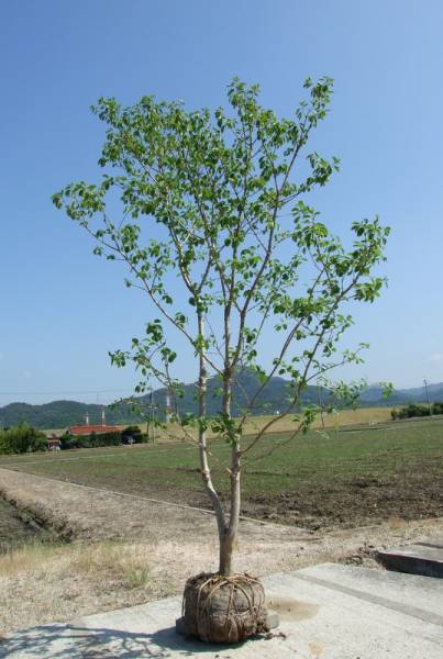 ナンジャモンジャの木 ヒトツバタゴ 特大3m 植木 庭木 売買されたオークション情報 Yahooの商品情報をアーカイブ公開 オークファン Aucfan Com