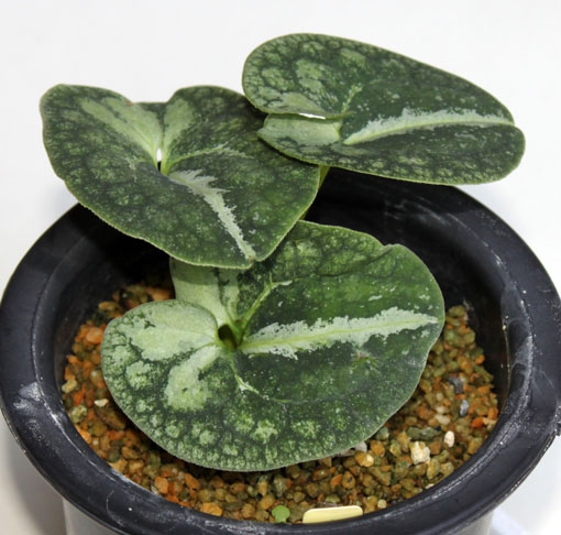 激レア模様！大輪寒葵 タイリンカンアオイ 古典園芸植物 激レア模様！大輪寒葵 タイリンカンアオイ 古典園芸植物 【公式通販】