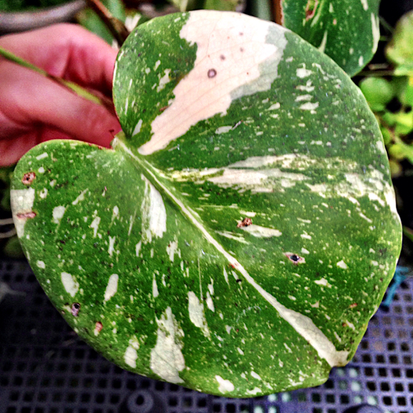 Yf モンステラ デリシオーサ タイバリエガータ サトイモ レア 斑 モンステラ 売買されたオークション情報 Yahooの商品情報をアーカイブ公開 オークファン Aucfan Com