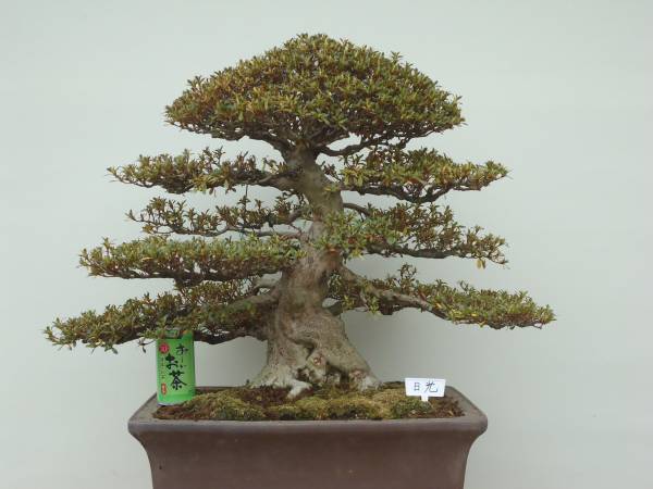 五霞発さつき　皐月盆栽　日光　高級品