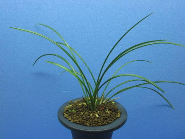 春蘭、寒蘭、富貴蘭、日本春蘭赤花　寿