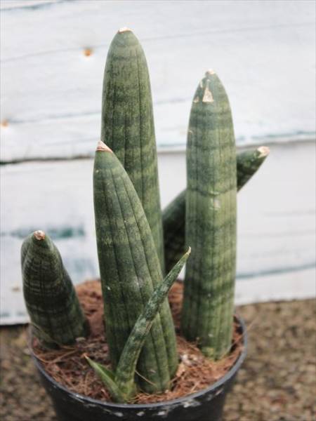 サンスベリア シリンドリカ ロブスター デブリンno3 サボテン 売買されたオークション情報 Yahooの商品情報をアーカイブ公開 オークファン Aucfan Com