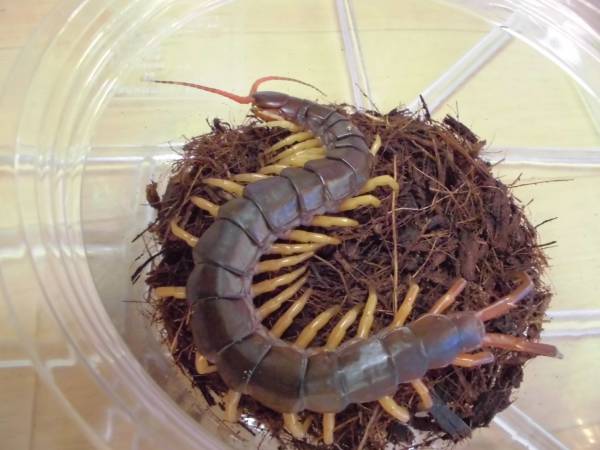 ★ベトナムオオムカデ（２）★