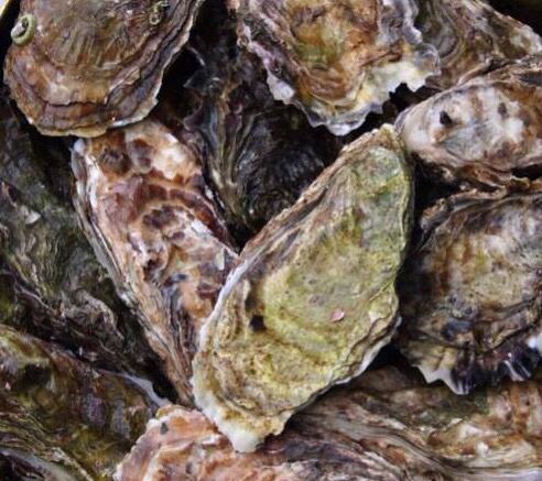 格安スタート岡山県虫明産！殻付き牡蠣/10キロ前後/発泡！！！