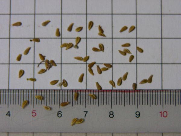 ウスベニカノコソウ 種 50粒 オミナエシ科 その他 売買されたオークション情報 Yahooの商品情報をアーカイブ公開 オークファン Aucfan Com