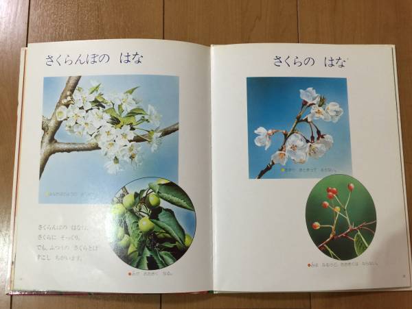 キンダーブックしぜん　さくら　春の花 キンダーブックしぜん『さくらんぼ』(知育絵本、学習絵本)｜売買された