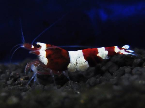 (5) 〓レッドシャドー〓 ディープパンダ 【１５ｍｍ前後】多分♀