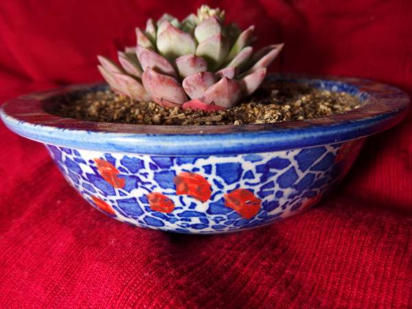 ☆茶陶庵☆エケベリア・ラセット☆群生約12ｃｍ☆九谷焼大鉢☆