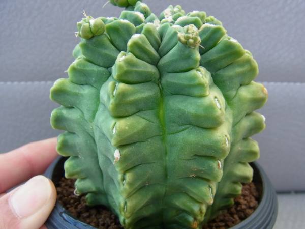 CO☆ギムノカリキウム 翠晃石☆ サボテン 多肉植物 (サボテン)｜売買 