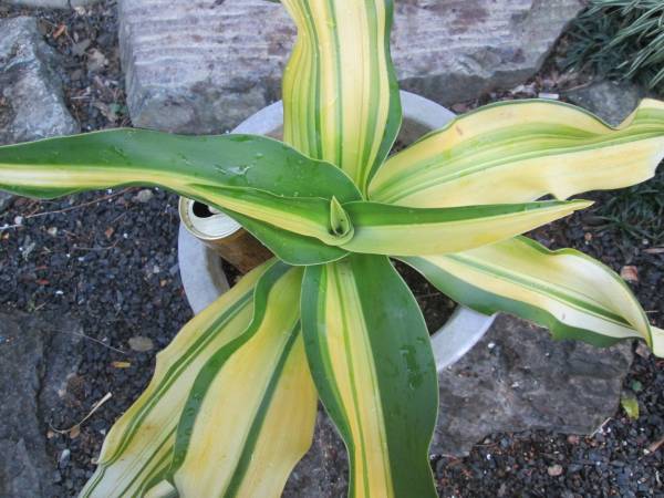 クリナム アジアティカム ジャポニカム Variegata 黄斑ハマユウ その他 売買されたオークション情報 Yahooの商品情報をアーカイブ公開 オークファン Aucfan Com