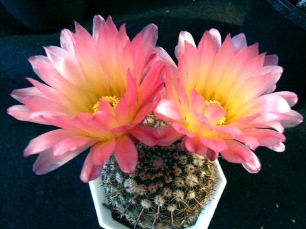 ルチランス ノトカクタス 多肉植物 サボテン サボテン 売買されたオークション情報 Yahooの商品情報をアーカイブ公開 オークファン Aucfan Com