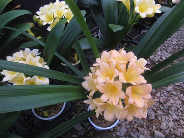 クンシラン　君子蘭 ジパンクのピーチ作りました。　21