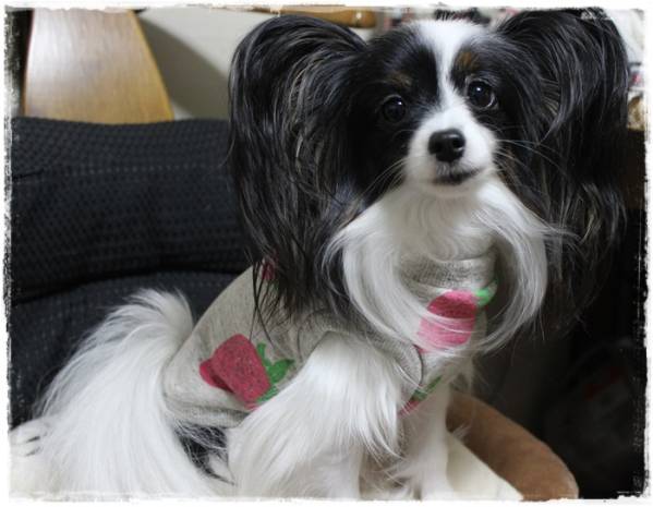 オーダー★大きないちごタンク★レッド_3