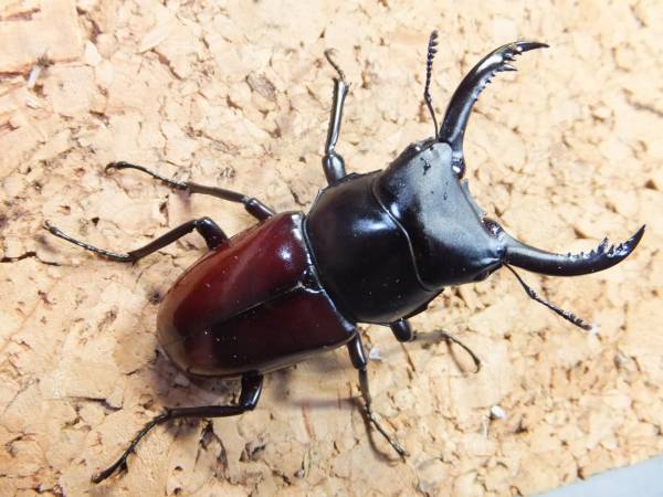 中国雲南産　マクダレイン（アロー）コクワ　♂５６ミリペア　２