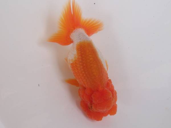 上物　宇野系らんちゅう　明け三歳　雌