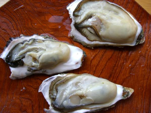 送料無料　宮城奥松島東名産無選別カキ10kg5200円　 かき牡蠣1