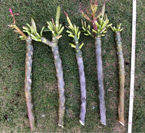 桃のプルメリアのパイ生地タルトのレシピ