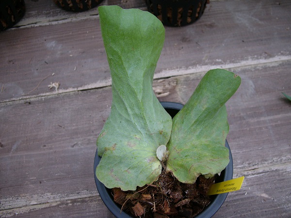 P.Elemaria @bikamori.com ビカクシダ