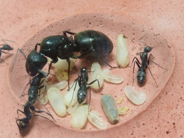クロオオアリ 女王アリ 新女王 飼育ケース入り 茨城県産 虫類 売買されたオークション情報 Yahooの商品情報をアーカイブ公開 オークファン Aucfan Com