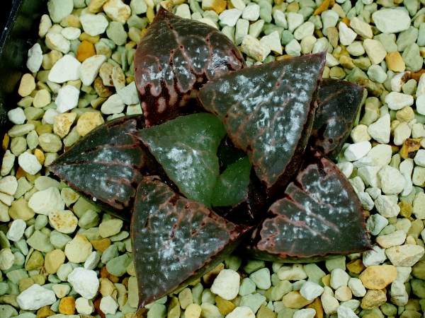 多肉植物 ハオルチア 酒呑童子(サボテン)｜売買されたオークション情報