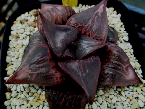 多肉植物 ハオルチア 酒呑童子(サボテン)｜売買されたオークション情報