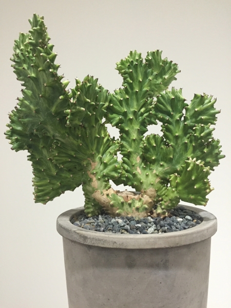 ユーフォルビア ニブリア セッカ 多肉植物 CIBONE オベサ シボネ