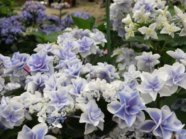 アジサイ鉢 ティンカーベル正規株 ブルー白 おまけあり アジサイ 売買されたオークション情報 Yahooの商品情報をアーカイブ公開 オークファン Aucfan Com