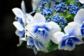 アジサイ鉢 ティンカーベル正規株 ブルー白 おまけあり アジサイ 売買されたオークション情報 Yahooの商品情報をアーカイブ公開 オークファン Aucfan Com