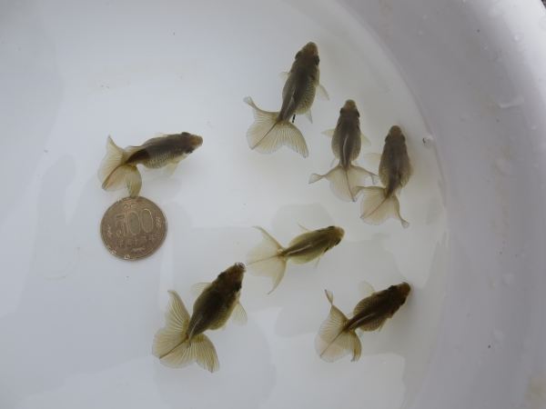 土佐錦　土佐金　当歳7匹