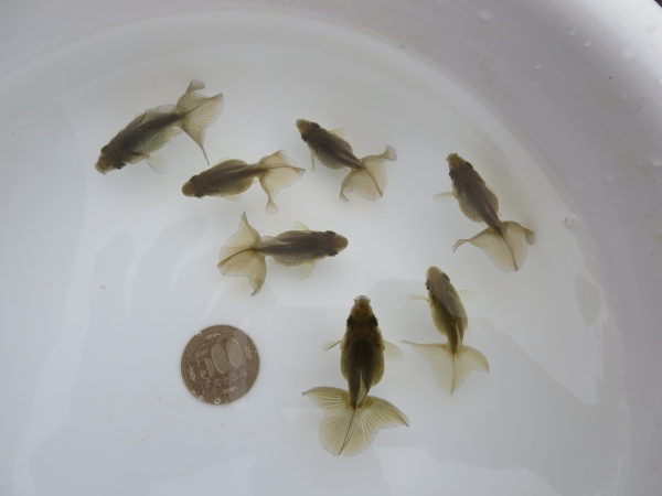 土佐錦　土佐金　当歳7匹