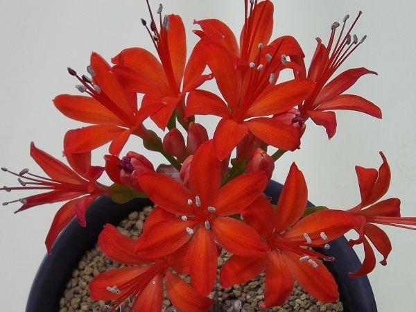 多肉植物 / 球根　ブルンスビギア　マルギナータ　　1球　B