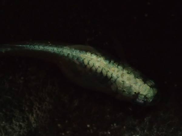 岐阜ペパーミント　一人でも多くの方に・・・・。　メス　№21